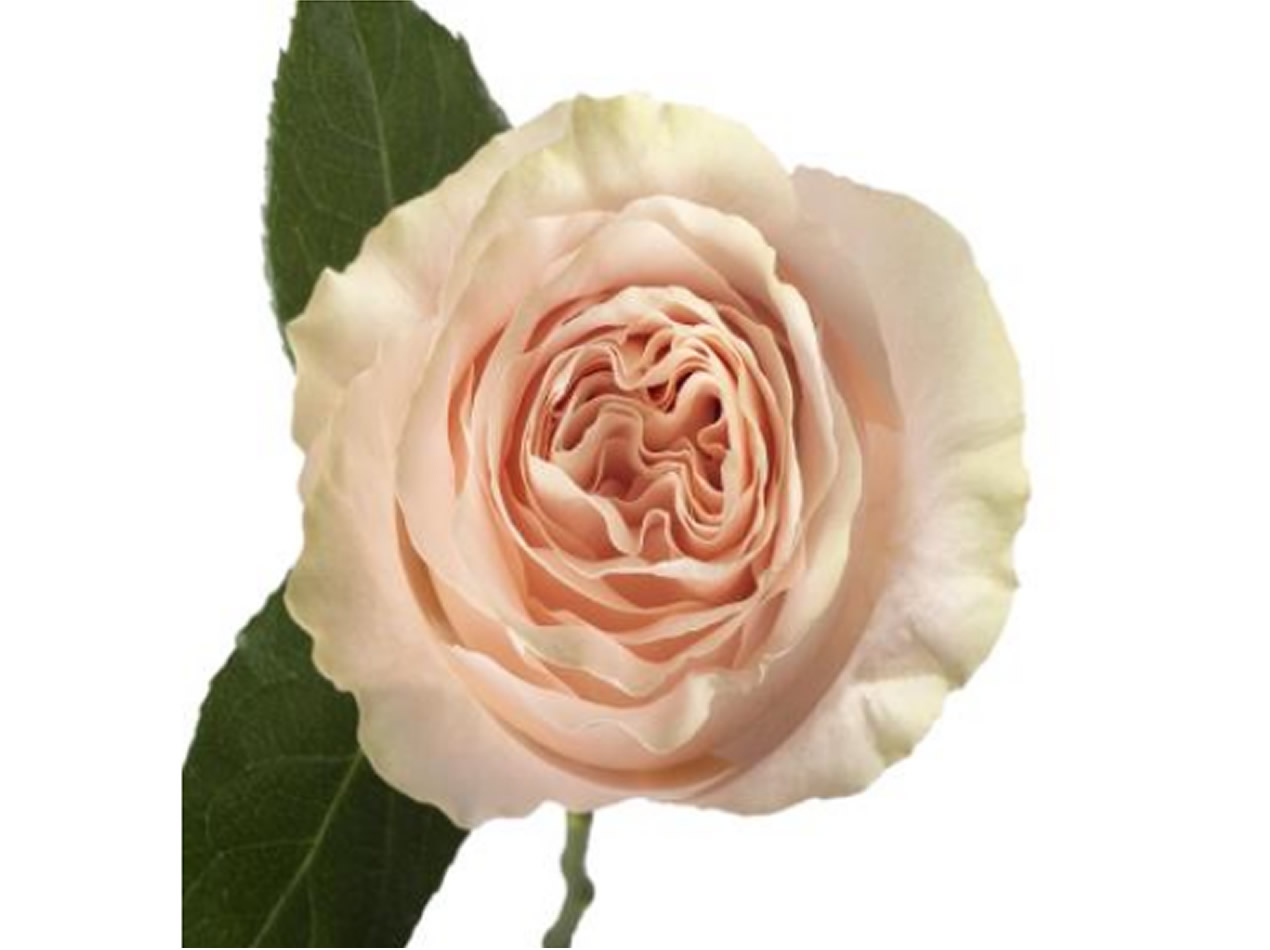 Floristeria Velilla de San Antonio